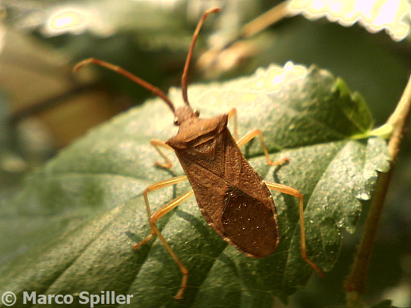 Coreidae: Gonocerus acuteangulatus di Milano?